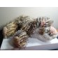 Webkinz TIGER, Brand New Plush Toy, Without Tag